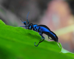 ヒメツキハンニュウ