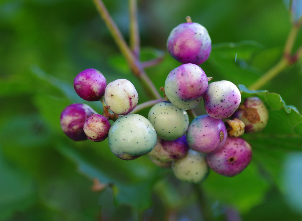 野ブドウ