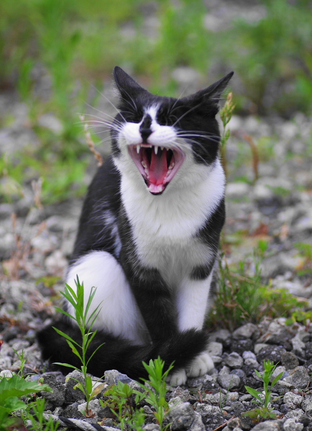 はなぐろちゃん