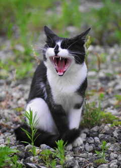 はなぐろちゃん