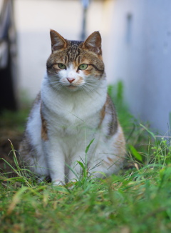 お母さん