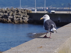 鴎