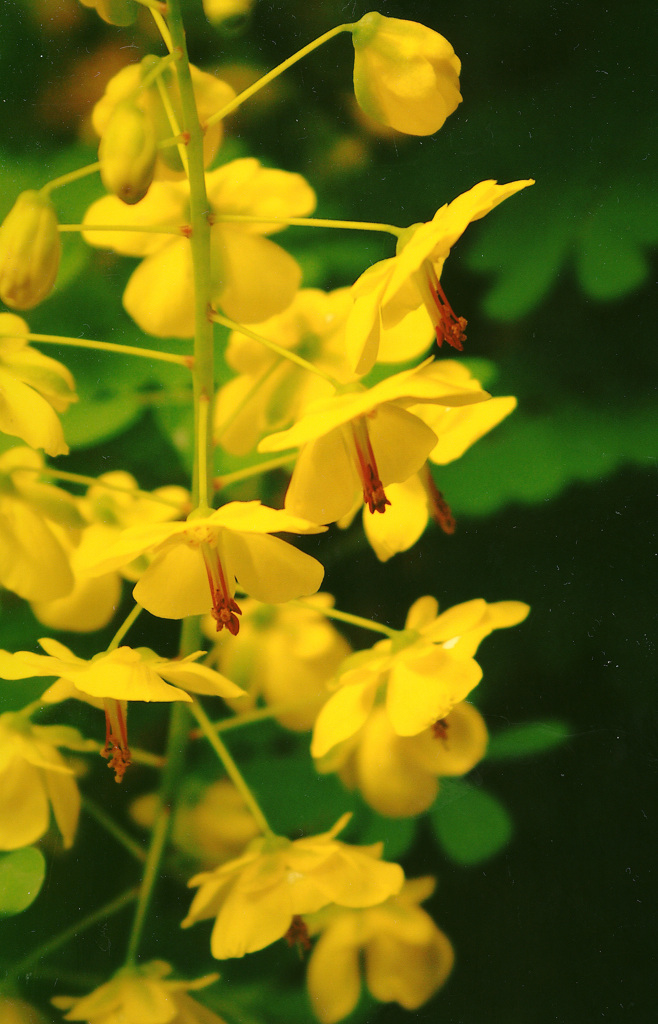 ｼﾞｬｹﾂｲﾊﾞﾗ