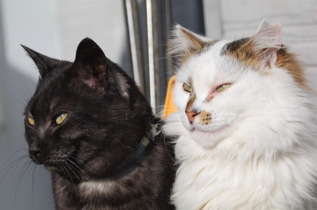 ひなたぼっこ　2