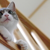 猫3
