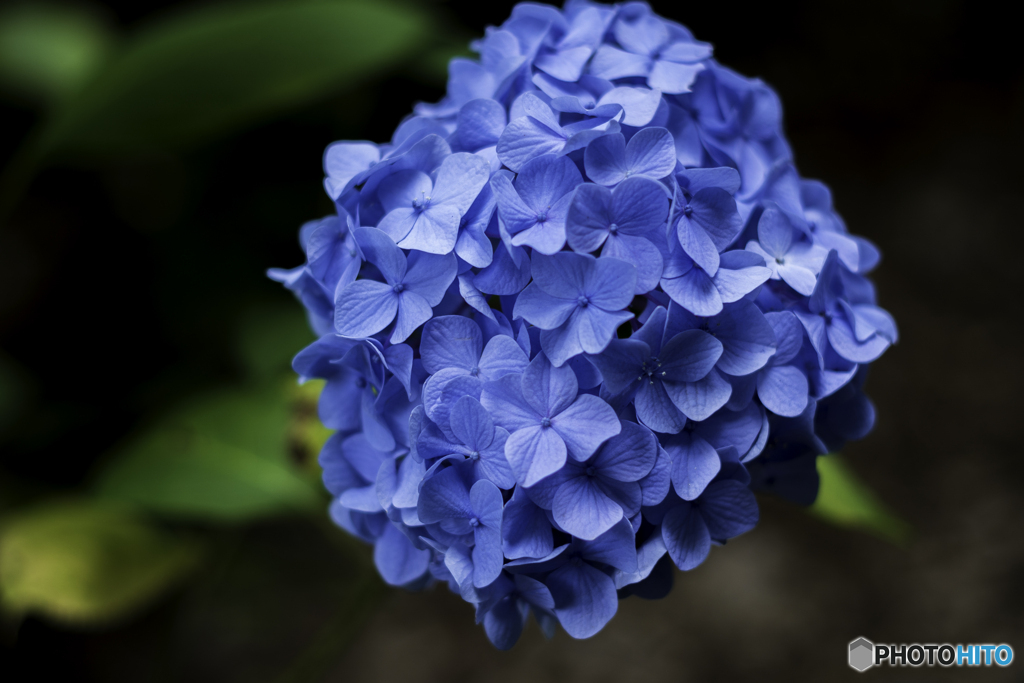 紫陽花４
