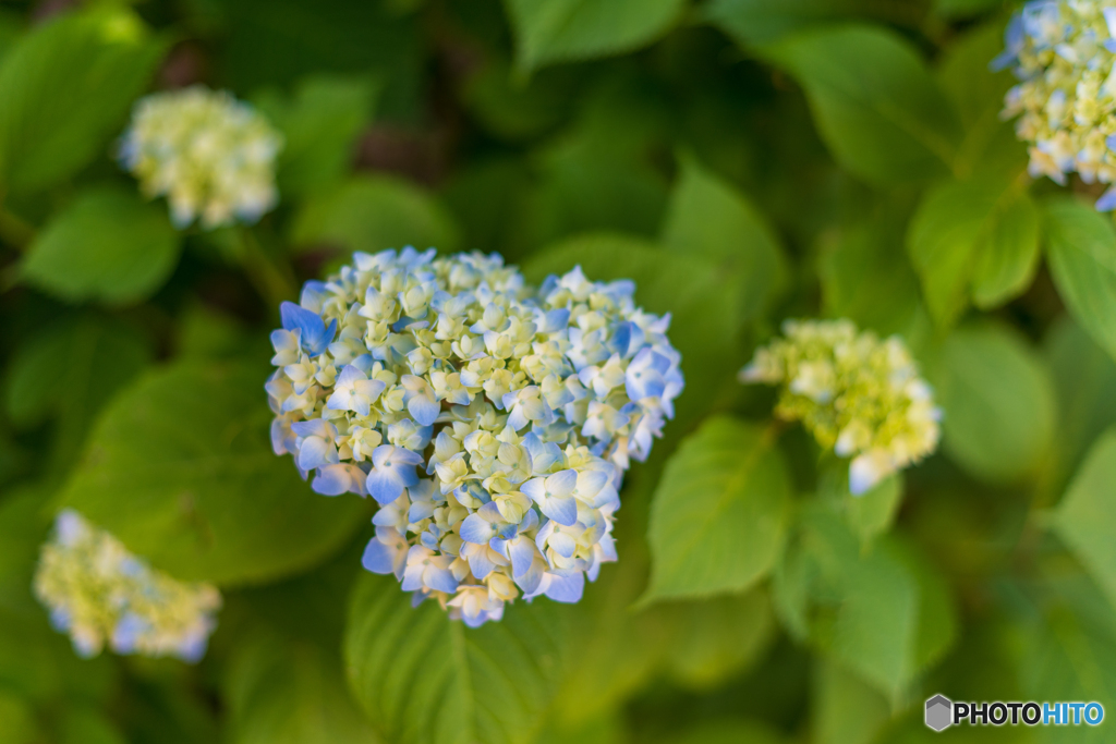 本土寺　紫陽花3