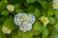 本土寺　紫陽花3