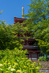 本土寺 五重塔