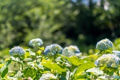 本土寺の紫陽花