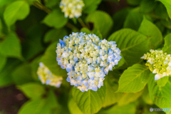 本土寺　紫陽花１