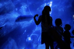 すみだ水族館　釘付けな子供達