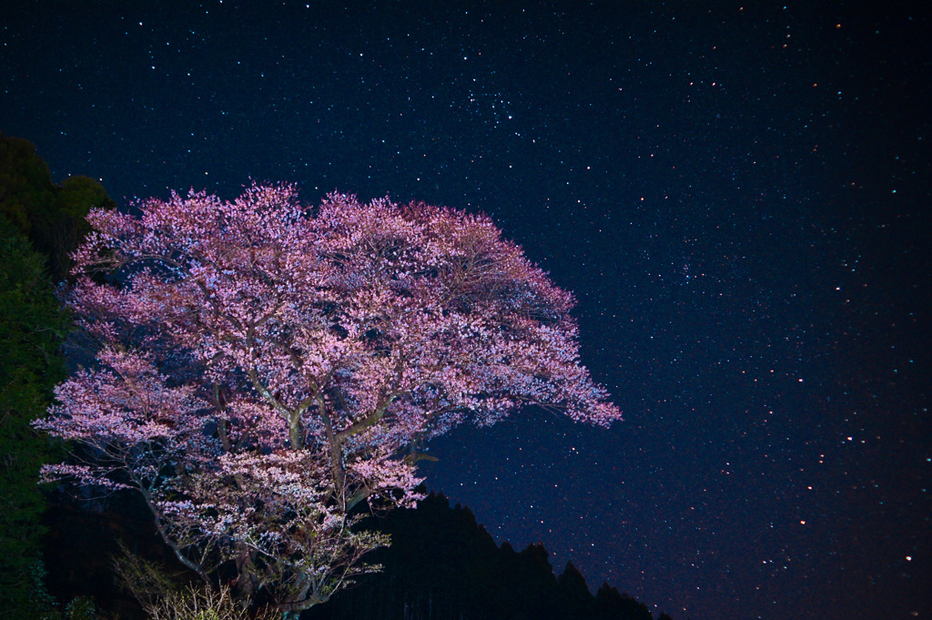 星夜に咲く輿一桜