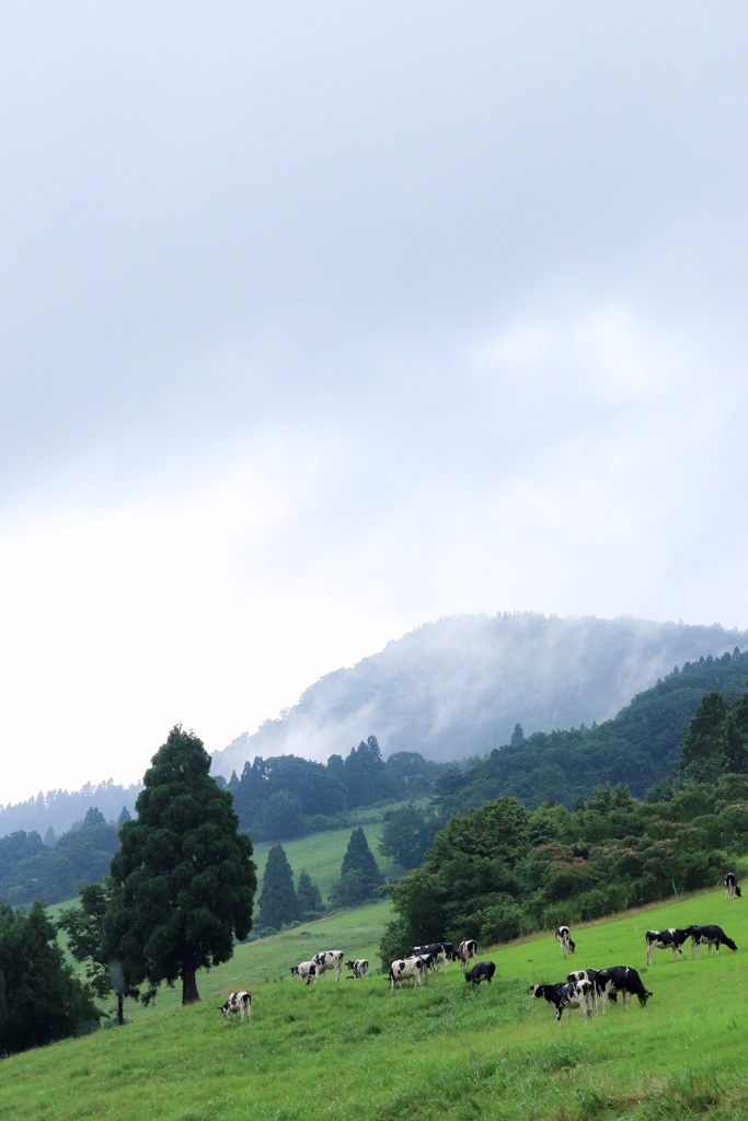 雨の日の牧場