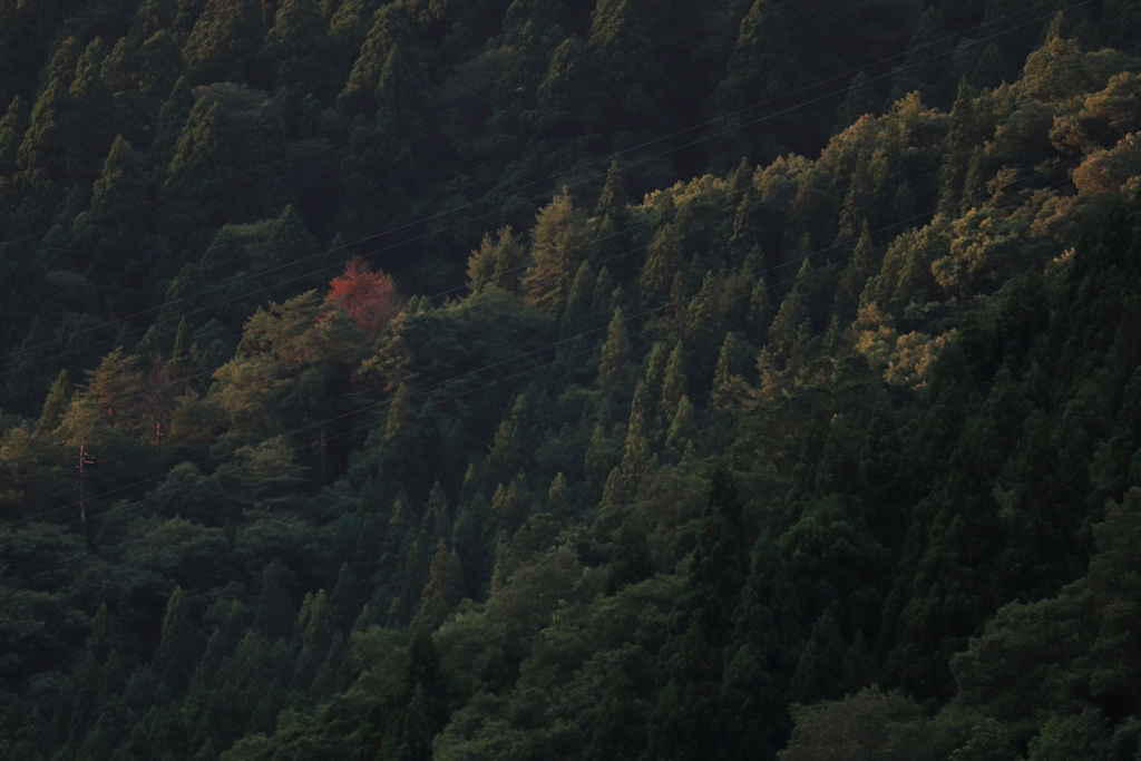 夕陽を浴びて