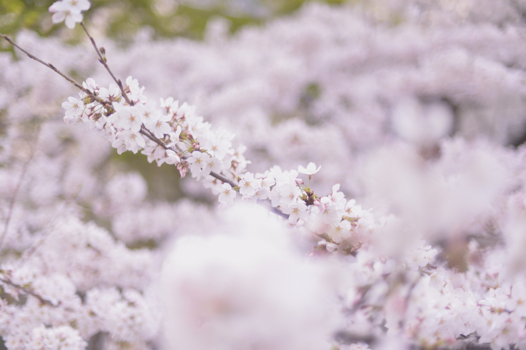 sakura2