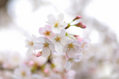 sakura3