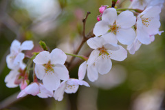 sakura1