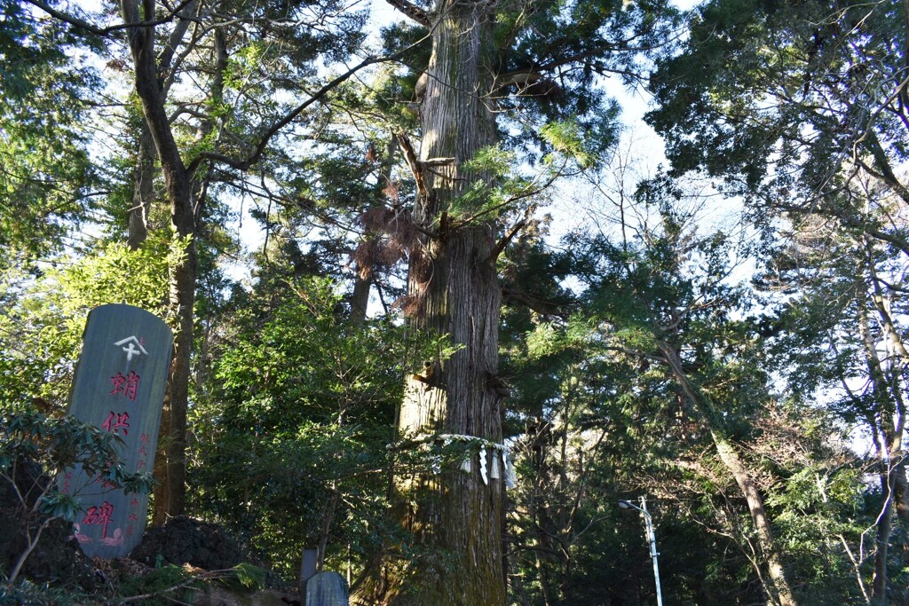 高尾山 けやき