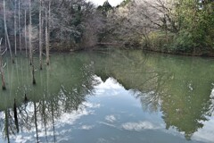 池