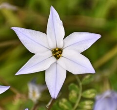 切れない手裏剣