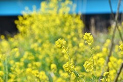 シンプル