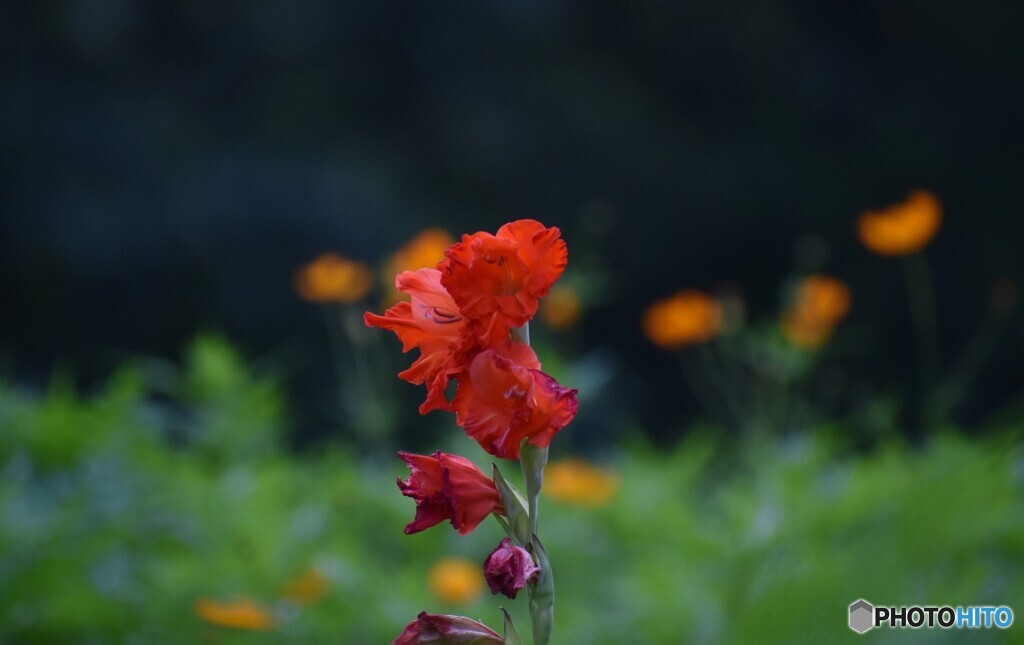 Fotor_159818381955192