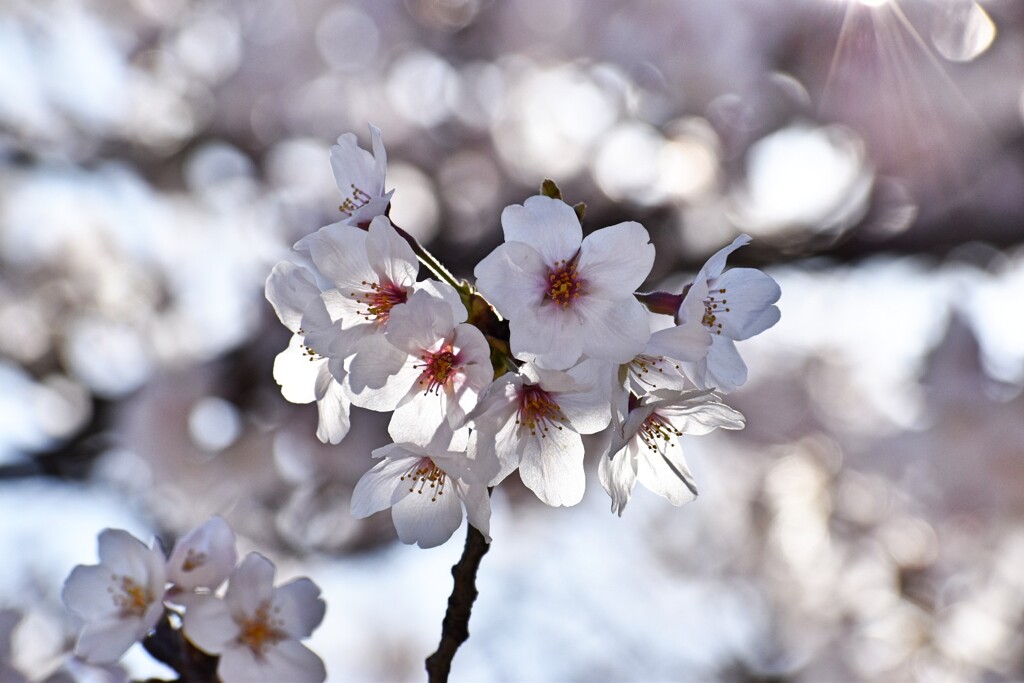 桜7