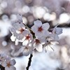 桜7