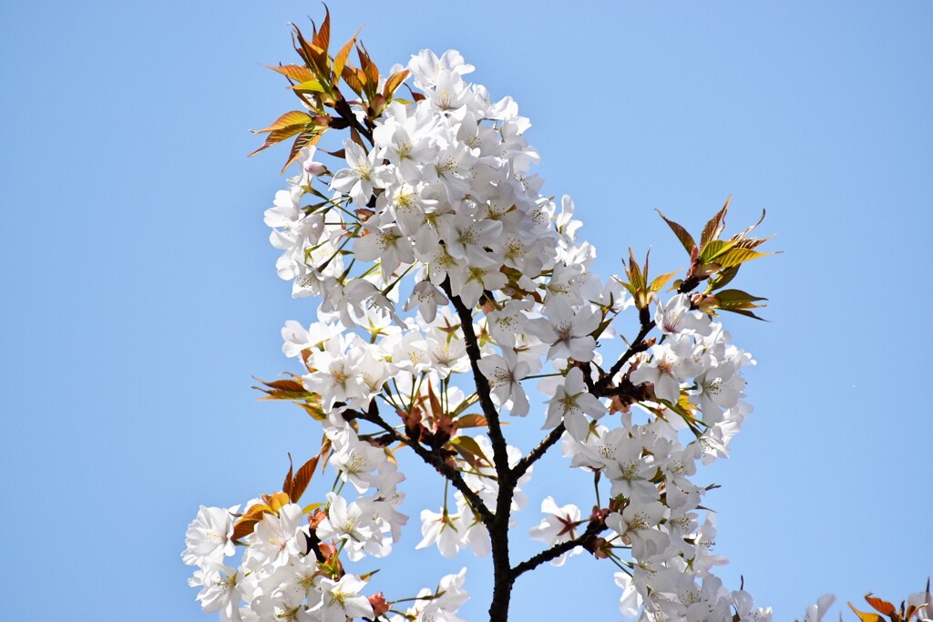 桜5