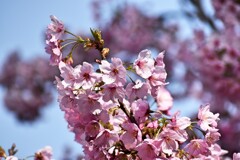 桜3