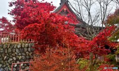 IMG_3xwawn