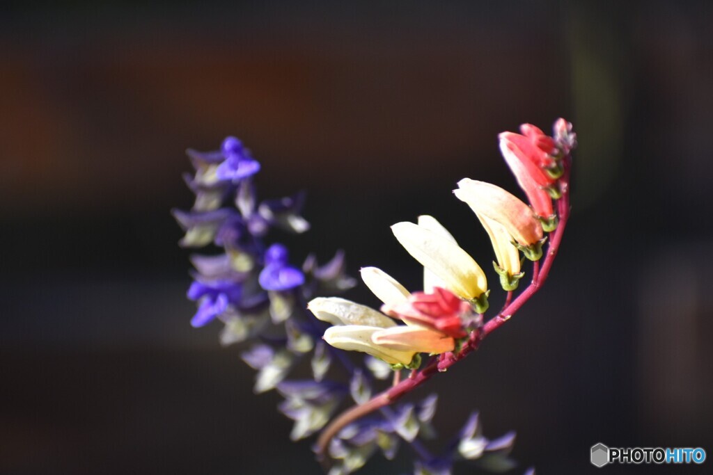 fotor_1608088284214