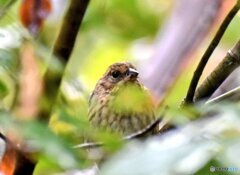 IMG_d8nul9