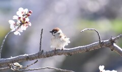 スカートひらりん