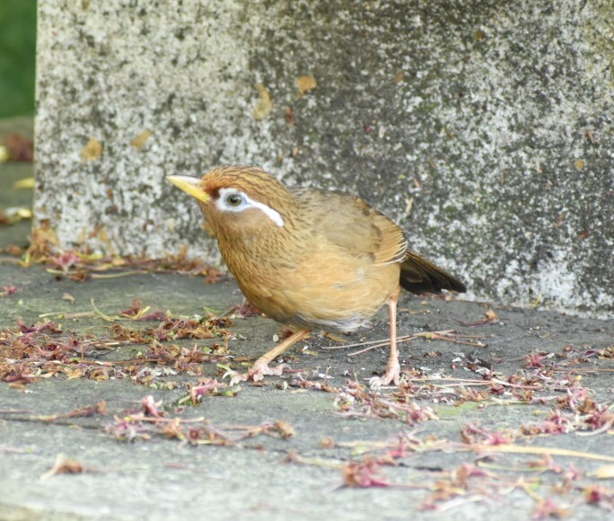 がびち