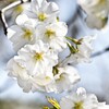 桜4