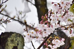 雪桜