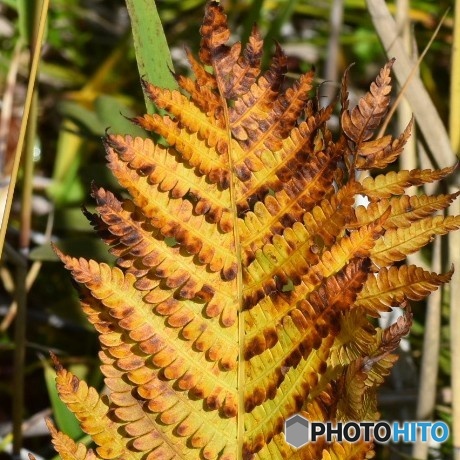 草紅葉