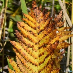 草紅葉