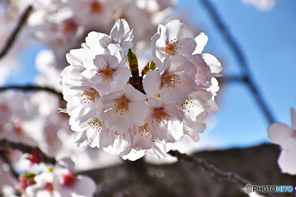 桜6