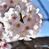 桜6