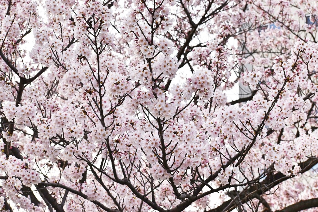桜2