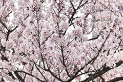 桜2