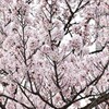 桜2