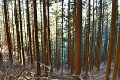 御岳山 杉