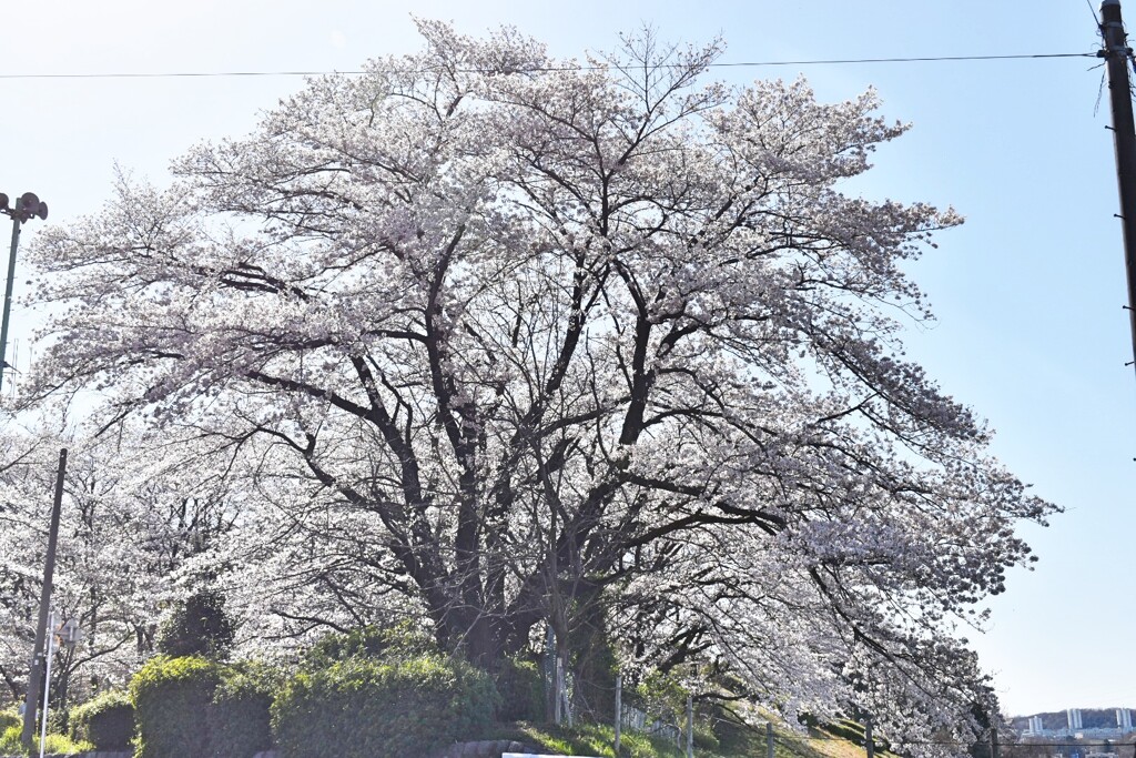 ラスト桜