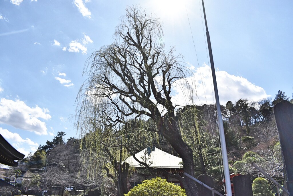 高幡不動 木