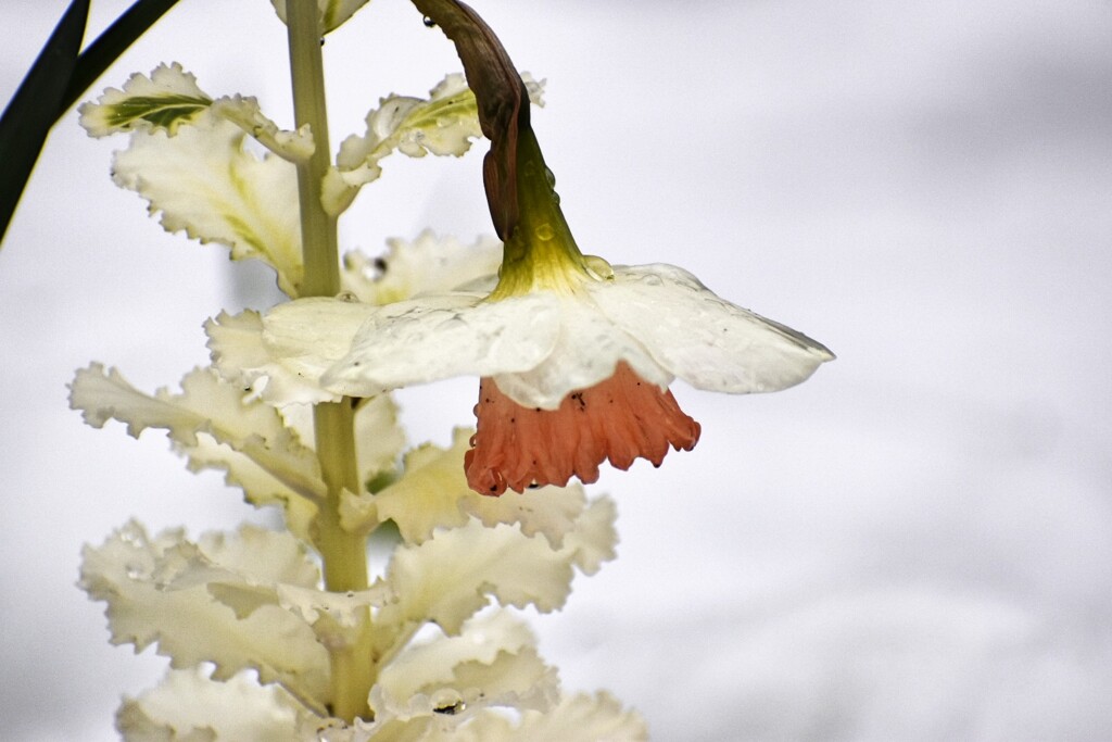 お花