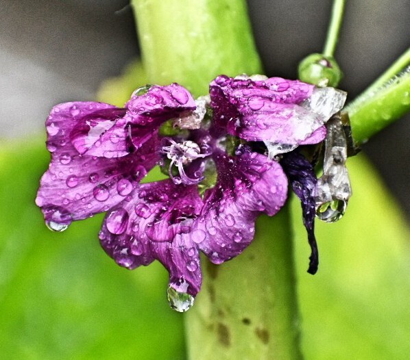 おまけ 雨